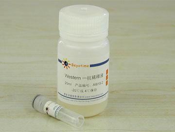 IRS1抗体(小鼠单抗)